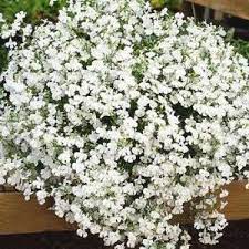 Four plants will be enough for a small container or six in a large one. White Trailing Lobelia Regatta Perennial White Gardens Flowers Perennials Planting Flowers