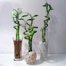15 Objets Deco Que Tout Le Monde A Chez Soi Bamboo Garden Lucky Bamboo Plants Bamboo Stalks