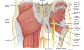 Livraison rapide et le suivi facile de vos commandes. The Buttocks Your Strongest Muscles Feldman Wellness Center