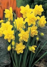 Pencrebar Bulbs Daffodils Bulbs Pencrebar Buy Daffodils Flower Bulbs Online Daffodil Bulbs Bulb Flowers Daffodil Flower