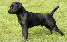 My adventures in bluetick hounds began as a. A Complete Guide To The Patterdale Terrier Dog Breed