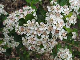 Tree with white flowers and red berries. Chokeberry Blossoms Aronia Arbutifolia Florida Native Shrub Can Be Used As A Small Tree White Flowers In The Spring Red B Chokeberry Autumn Magic Plants