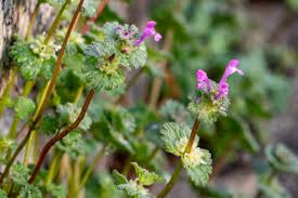 ホトケノザ – 京都九条山自然観察日記 さん