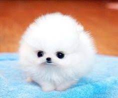 All our puppies are raised in our home with other dogs cats and kids, we offer genetically screened top quality pug puppies for sale. 11 Best Pomeranian Puppies For Sale Ideas Puppies Pomeranian Dog Pomeranian Puppy