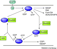 Genen från arten homo sapiens (sv); Cdc42 New Roads To Travel Trends In Cell Biology