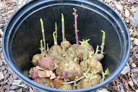 And, should i plant them shallow so the stems poke out of the soil? A Water Wise Way To Plant Potatoes Kevin Lee Jacobs