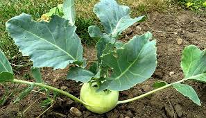 Kohlrabi Pflanzen Im Eigenen Garten