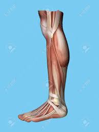 Leg muscle anatomical structure, labeled front, side and back view diagrams. Anatomy Lateral Side View Of Leg And Foot Of A Man Including Stock Photo Picture And Royalty Free Image Image 60533986