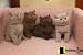 Kittens With Chocolate