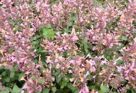 Low, tight mounds perform as a filler in containers or are lovely as a mass garden planting. Agastache Kudos Ambrosia