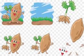 The butter, sugar and spices added to the baked and mashed sweet potatoes make this dish great with salmon, chicken, turkey, and pork; Potato Cartoon Png Download 968 641 Free Transparent Sweet Potato Png Download Cleanpng Kisspng