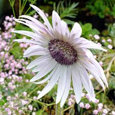Image result for Berkheya speciosa