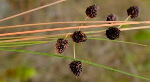 Image result for Bulbostylis scabricaulis