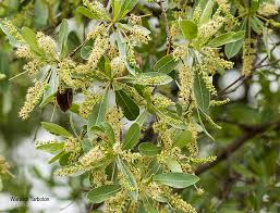 Image result for Terminalia sericea