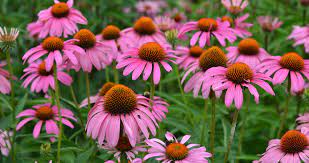 In colder climates, seed should be sown indoors in late january. Mt Cuba Center Echinacea Purpurea Ruby Star Mt Cuba Center