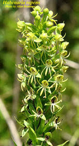 Image result for Habenaria riparia