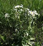 Image result for Erianthemum taborense