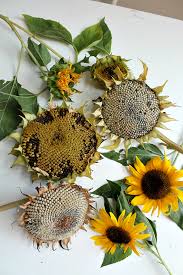 Maybe you would like to learn more about one of these? Van Gogh Sunflower Art Project For Children Nurturestore