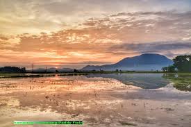 Bukit mertajam bed and breakfast. Sunrise Permatang Area Paddy Field Bukit Mertajam Penang M Flickr