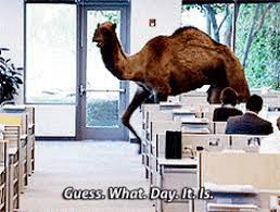 Also, camels' blood volume doesn't drop when water levels drop, as it does in humans [source: It S Hump Day Camel Page 1 Line 17qq Com