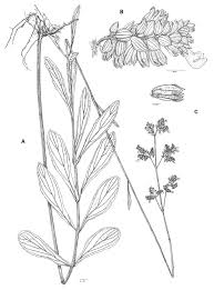 Image result for Brachystegia manga