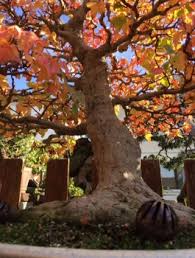 The trees shown in this category are all flowering bonsai trees of different varieties and some may fruit as well. Premier Bonsai