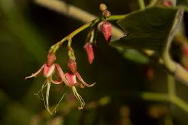 Image result for Tacazzea apiculata