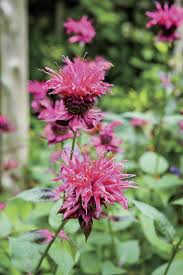 15 Deer Resistant Plants Deer Resistant Plants Plants Low Maintenance Flower Garden