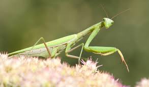 Check spelling or type a new query. How To Attract Beneficial Bugs Modern Farmer