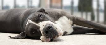 If your dog has a pulled leg muscle, you will notice him limping or refusing to put weight on his leg. 5 Warning Signs Of Bloat That Could Save Your Dog S Life Vetbabble