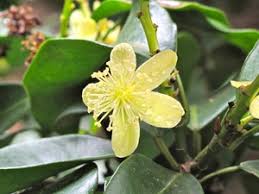 Image result for Cavacoa aurea