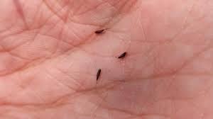 Image result for Arthraxon micans