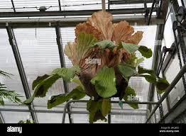 Image result for Sesamum angolense