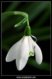 Karanligi Aydinlatan Isik Cicekler Flowers Plants Beautiful