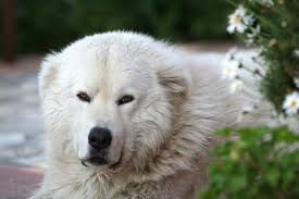 Take extra care when the dog is shedding. Maremma Sheepdog Breed Information And Pictures Petguide