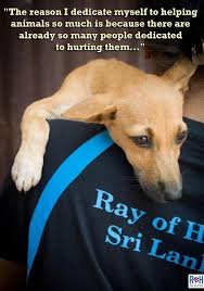 Wish I Had The Time To Volunteer At An Animal Shelter Animal Shelter Save Animals Animals
