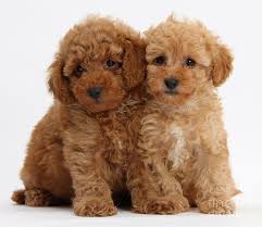This is red toy poodle puppy (male) for sale by mypetslibrary on vimeo, the home for high quality videos and the people who love them. Red Toy Poodle Puppies Photograph By Mark Taylor