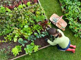 We did not find results for: Schrebergarten Was Kleingartner Wissen Mussen