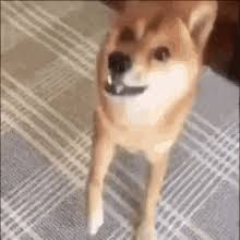 Discover and share the best gifs on tenor. Download Gif Dancing Doge Png Gif Base