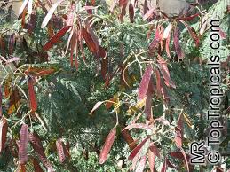 Image result for Leucas fulvipila