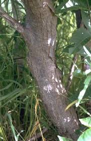 Image result for Holarrhena floribunda