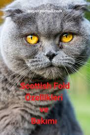 Scottish Fold Kedisi Ozellikleri Ve Bakimi 2020 Scottish Fold Doberman Pinscher Mavi Kediler