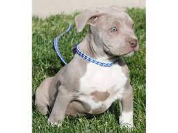 Blue Pitbull Puppies For Sale Virginia Pitbull Puppies For Sale Pitbull Puppies Pitbulls