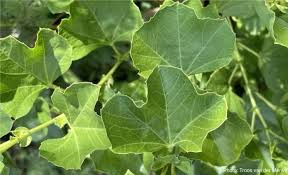 Image result for Cienfuegosia digitata