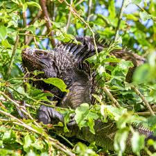 Endemic species synonyms, endemic species pronunciation, endemic species translation, english dictionary definition of endemic species. Saba S Black Iguana Now Recognized As Endemic Species Bes Reporter
