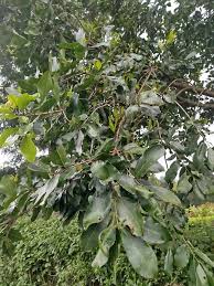 Image result for Bridelia scleroneura