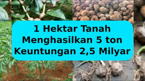 Tanaman yg menguntungkan di kebun. Wirausaha Bisnis Tanaman Pertanian Paling Menguntungkan Ep 2 Youtube