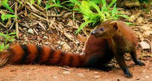 It is usually 12.5 to 15 inches long and weighs only 700 to 900 grams. Ring Tailed Mongoose Wild Kratts Wiki Fandom