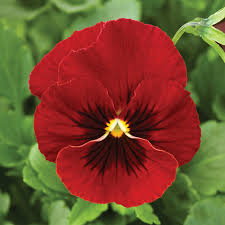 Image result for Rotheca violacea