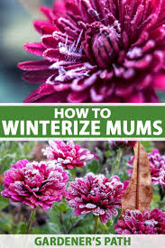 We did not find results for: How To Overwinter Hardy Garden Chrysanthemums Gardener S Path